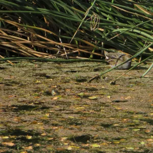 Sora Rail in the Garden POnd