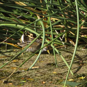 Sora Rail in the Garden Pond