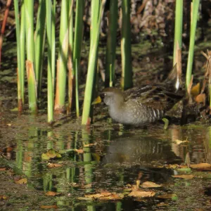 Sora Rail in the Garden Pond