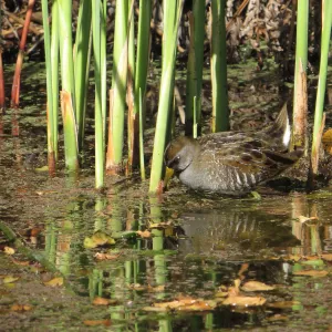 Sora Rail in the Garden Pond