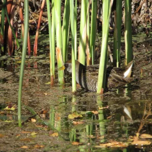 Sora Rail in the Garden Pond