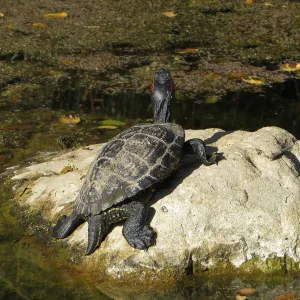 Red-Eared Slider in the Garden pond