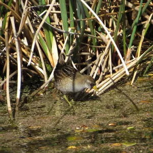 Sora Rail in the Garden Pond