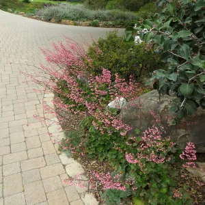 Heuchera Wendy at courtyard entrance