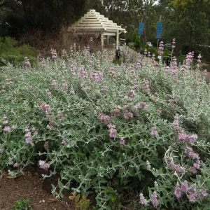 Salvia (Sage) Tilden Prostrate in Ground Cover display