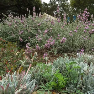 Salvia (Sage) Tilden Prostrate with Dudleya Victor Reider in the Ground Cover display