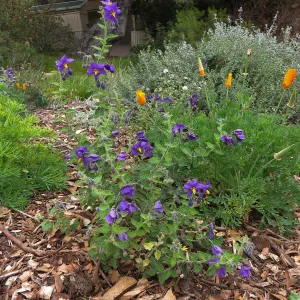Solanum Mountain Pride, Ground Cover display
