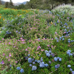 Ceanothus hearstiorum with Mirabilis californica, Ground Cover display