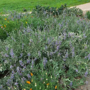 Salvia Bees Bliss in Ground Cover display