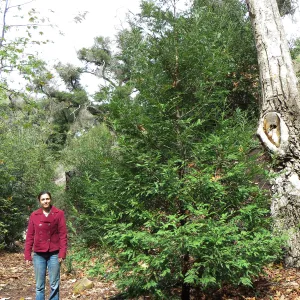 Betsy Lape with Coast Redwood