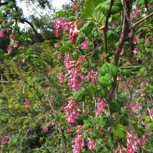 Ribes sanguineum