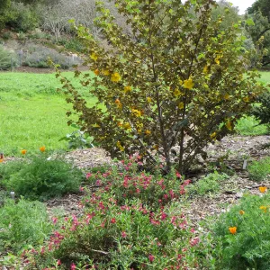Fremontedendron San Gabriel in the Meadow
