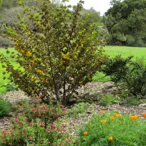 Fremontedendron in the Meadow
