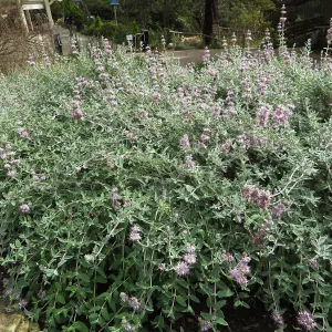Salvia (Sage) Tilden Prostrate