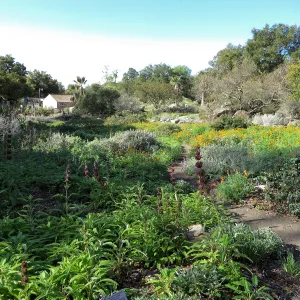 Ground Cover Display, lower Meadow