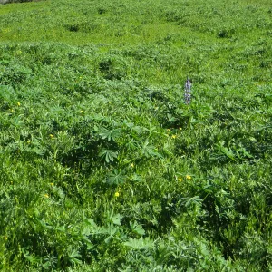 Meadow wildflower germination