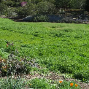 Meadow wildflower germination