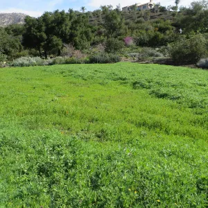 Meadow wildflower germination
