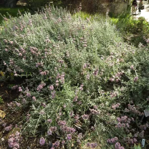 Salvia (Sage) Tilden Prostrate