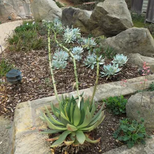 Dudleya ingens, Cottage garden