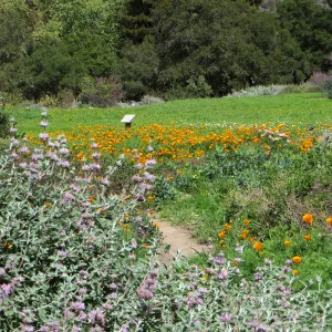 Meadow