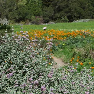 Meadow