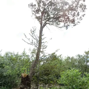 Quercus with fire damage, Porter Trail