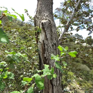 Quercus with fire damage, Porter Trail