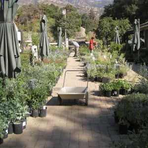 2009 Fall Plant Sale set-up