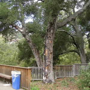 Fire Damage to trees in the Home Demo Garden