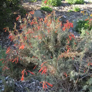 Epilobium in Ground Cover Display
