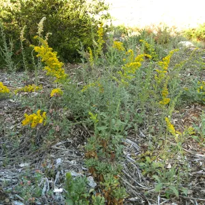 Solidago in Ground Cover Display