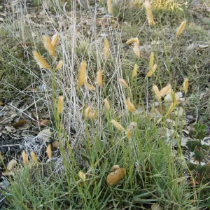 Bouteloua gracilis in Desert Section