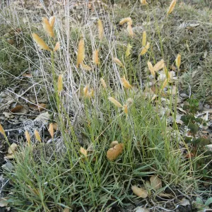 Bouteloua gracilis in Desert Section