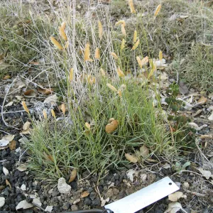Bouteloua gracilis in Desert Section