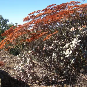 Eriogonum giganteum