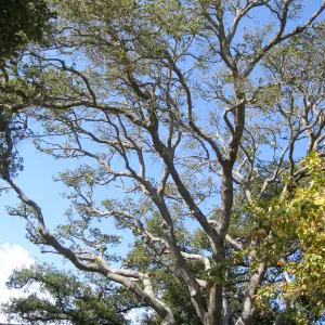 Oak tree (Coastal Live Oak) over the Lockwood de Forest Information Kiosk, before removal
