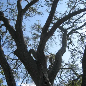 Oak (Coastal Live Oak) tree over the Lockwood de Forest Kiosk, before removal