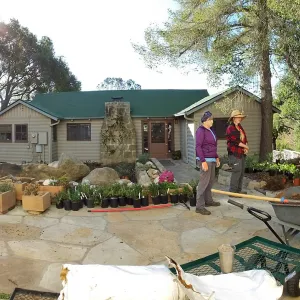 Home Demonstration Garden Renovation, view 1, panorama of north side of Cottage, first day of replanting work