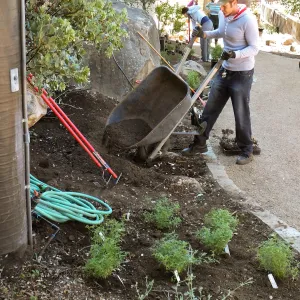 Home Demonstration Garden Renovation, first day of replanting work
