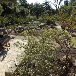 Home Demonstration Garden Renovation, view 18, looking south from south entrance of Cottage, first day of replanting work