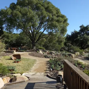 Home Demonstration Garden Renovation, view 27, looking east from deck, first day of replanting work