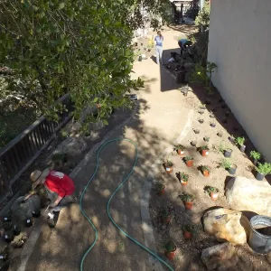 Home Demonstration Garden Renovation, first day of replanting work