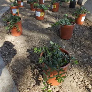 Home Demonstration Garden Renovation, first day of replanting work