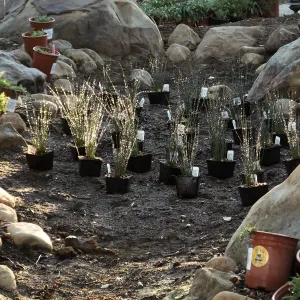 Home Demonstration Garden Renovation, replanting