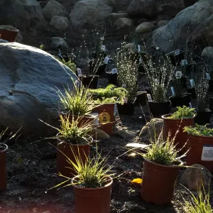 Home Demonstration Garden Renovation, replanting