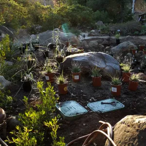 Home Demonstration Garden Renovation, replanting
