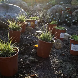Home Demonstration Garden Renovation, replanting