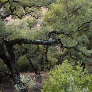 Oak in Canyon above Campbell Trail after rain