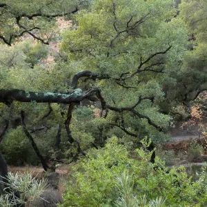 Oak in Canyon above Campbell Trail after rain